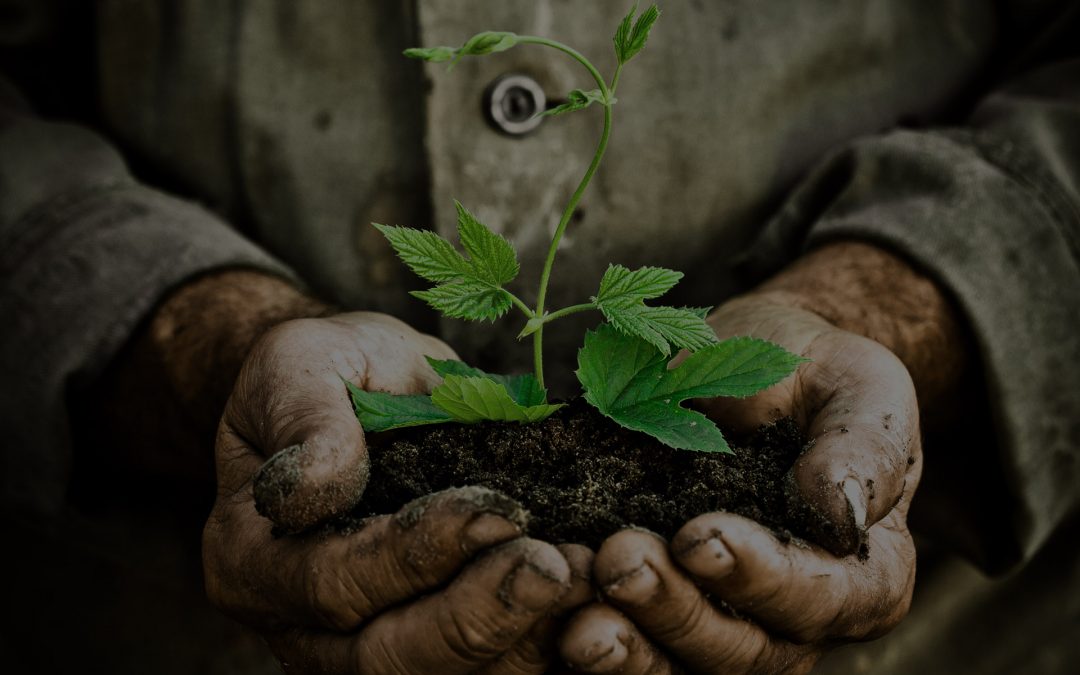 Nuovi modelli di adesione al servizio di compostaggio domestico